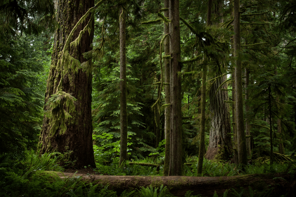 Old-Growth-Forrest