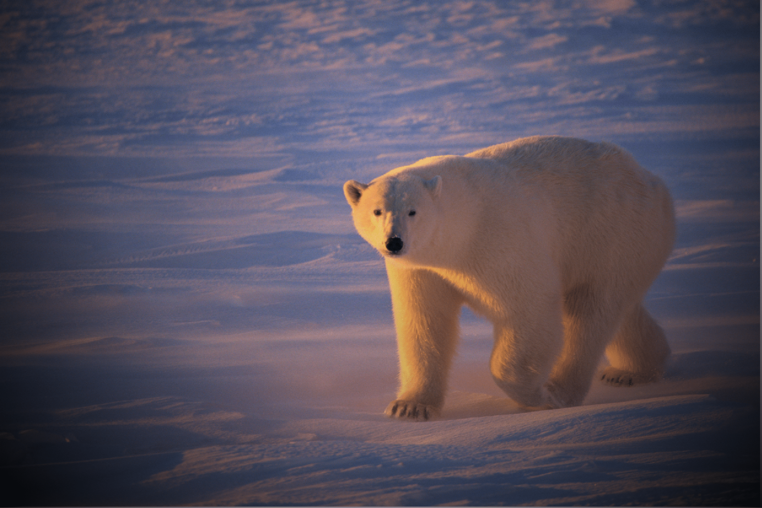 Churchill-Polar-Bear
