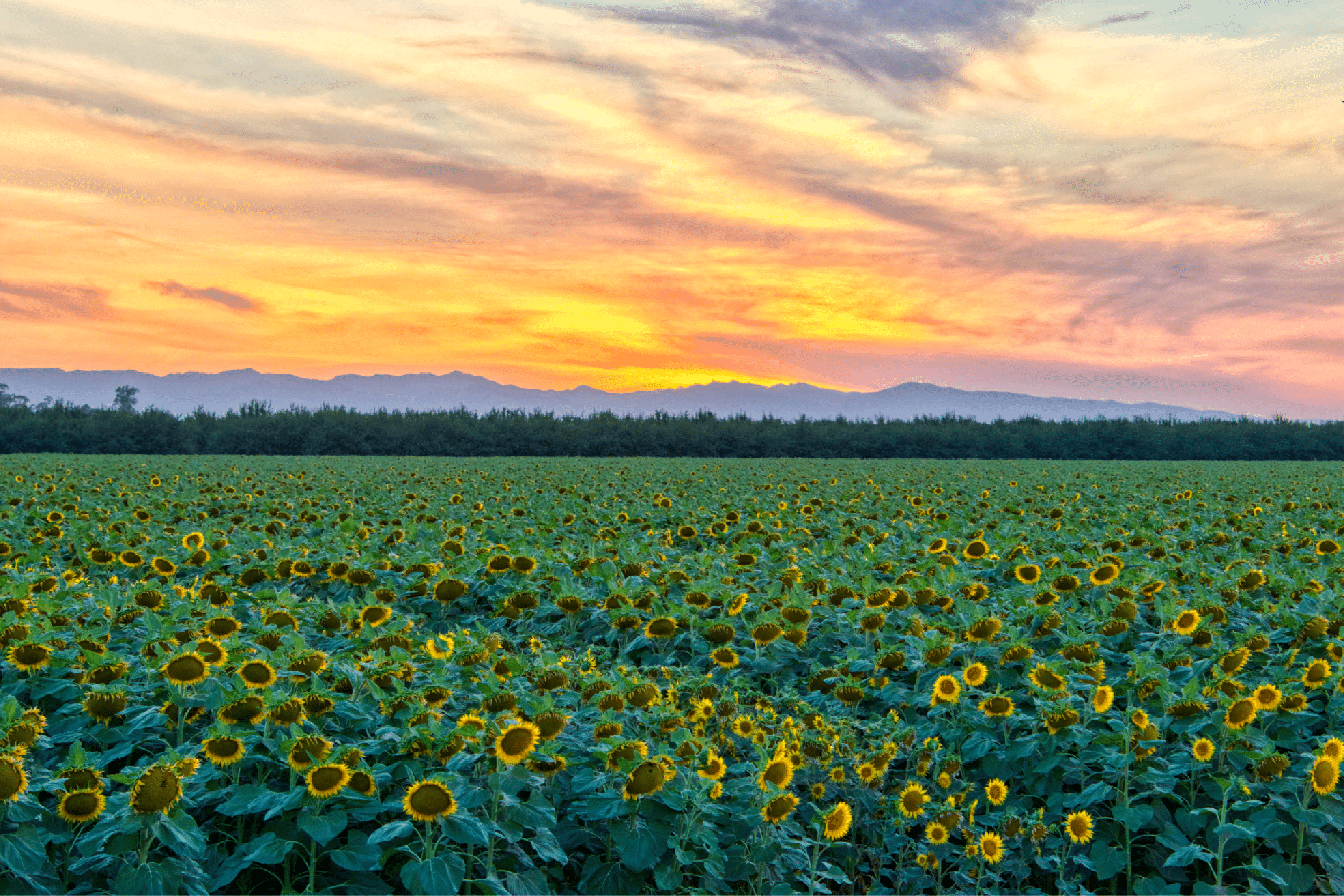 Sacramento-Sunflower-Field